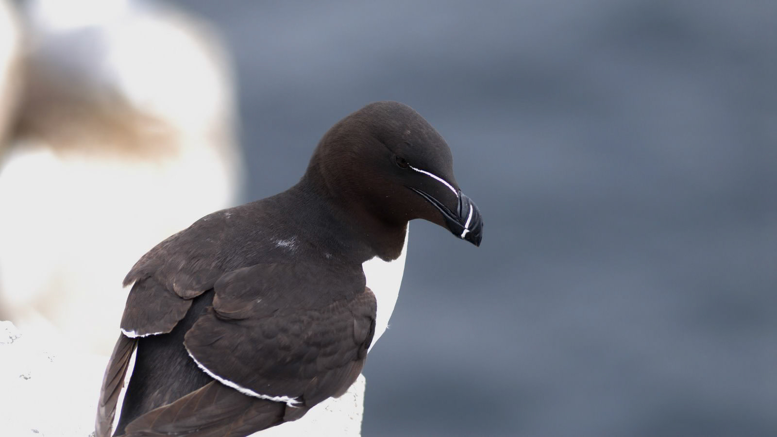 |Razorbill (Alca torda) | Farne Islands | Northumbria | United Kingdom |