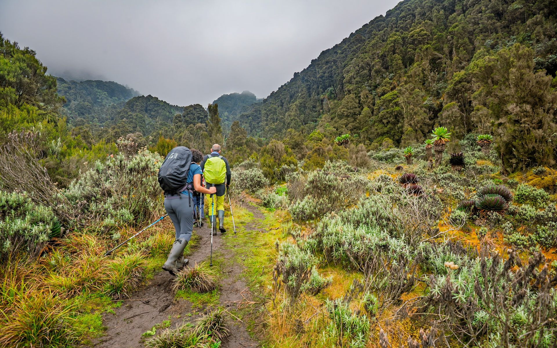 | Day 3. John Matte Hut (3.505 m) - Bujuku Hut (3.977 m) |  Rwenzori Mountains | Uganda | |  Rwenzori Mountains | Uganda |