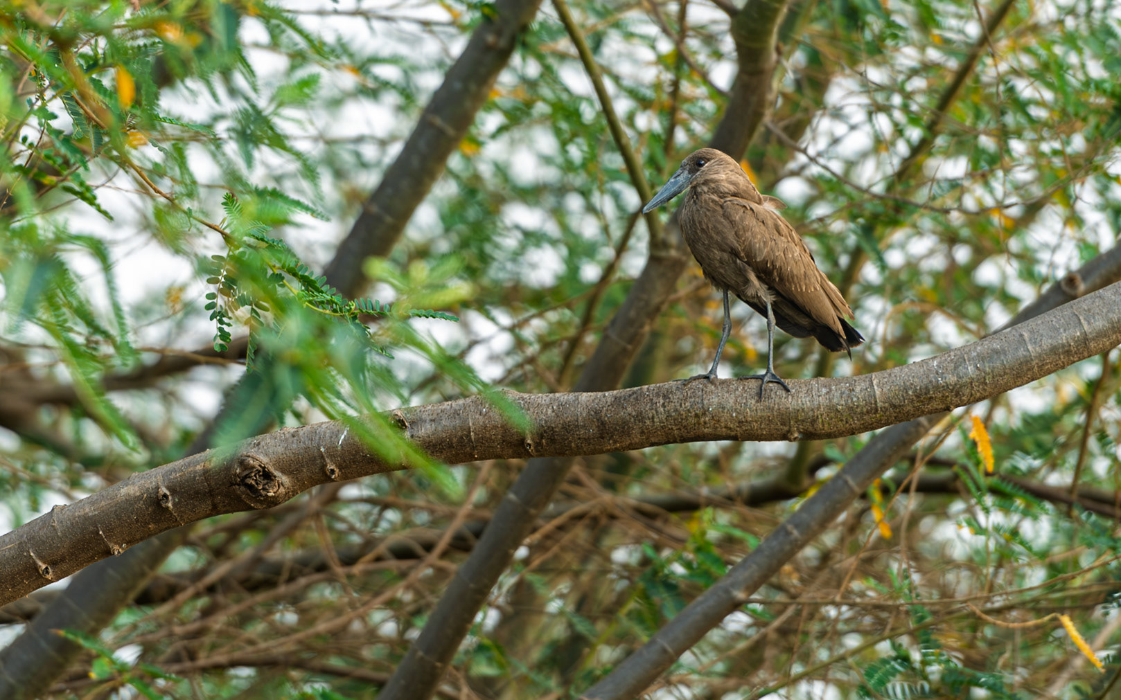 | Hamerkop (Scopus umbretta) | Mburo Lake | Uganda |