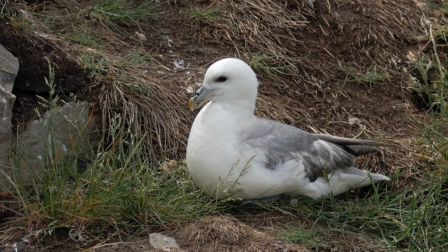 | Fulmar (Fulmarus glaciaris) | Farne Islands | Northumbria | United Kingdom |
