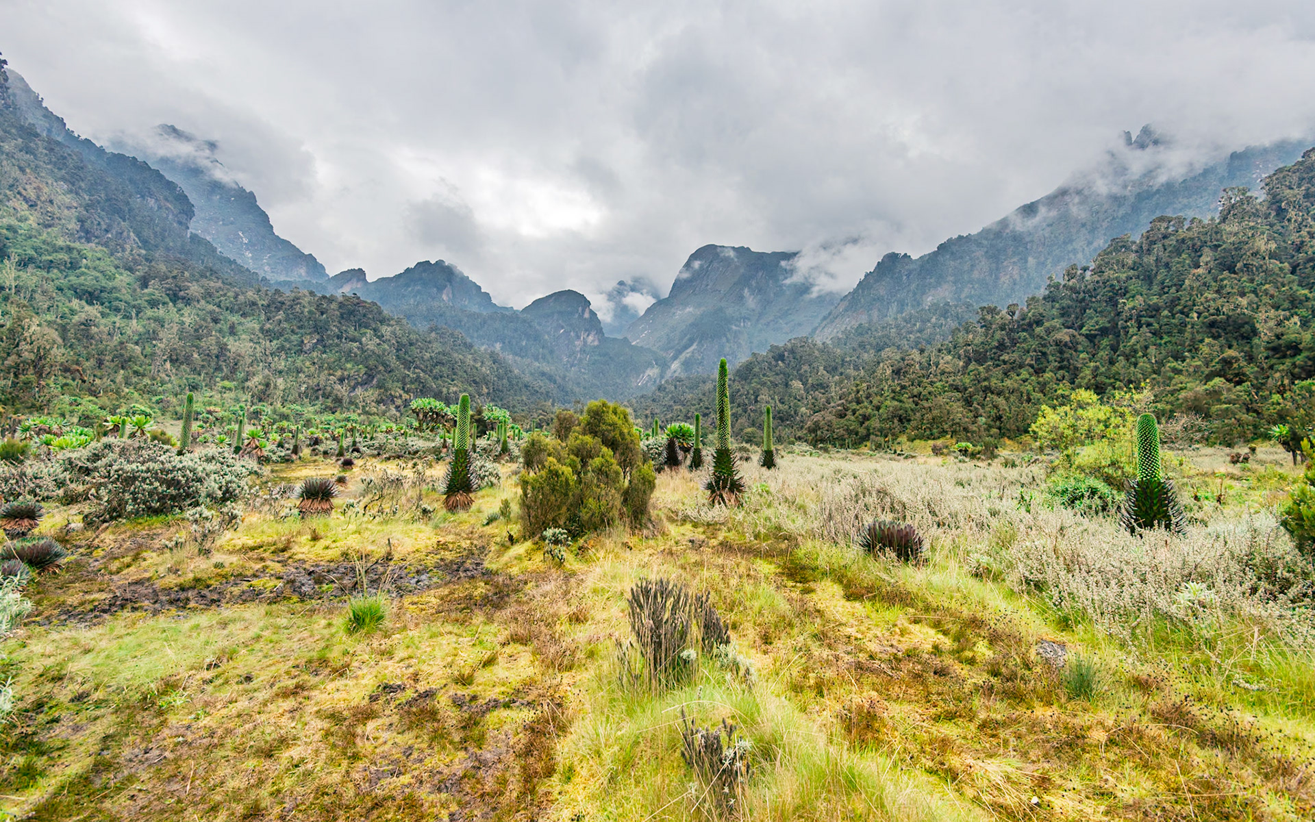 | Day 6. Kitandara Hut (4.023 m) - Guy Yeoman (3.505 m) |  Rwenzori Mountains | Uganda |  Rwenzori Mountains | Uganda |