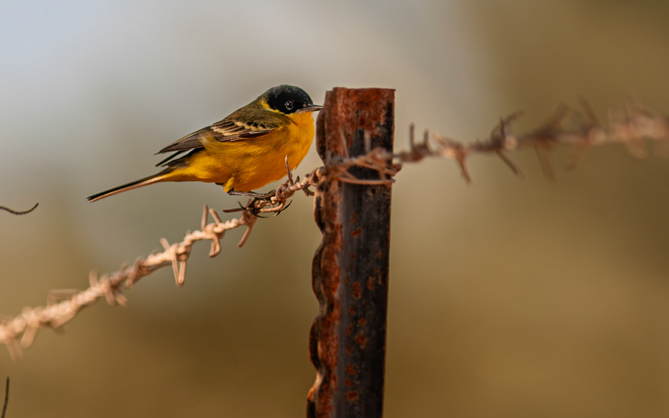 | Black-headed wagtail (Motacilla flava feldegg) | Southern Israel | Israel |