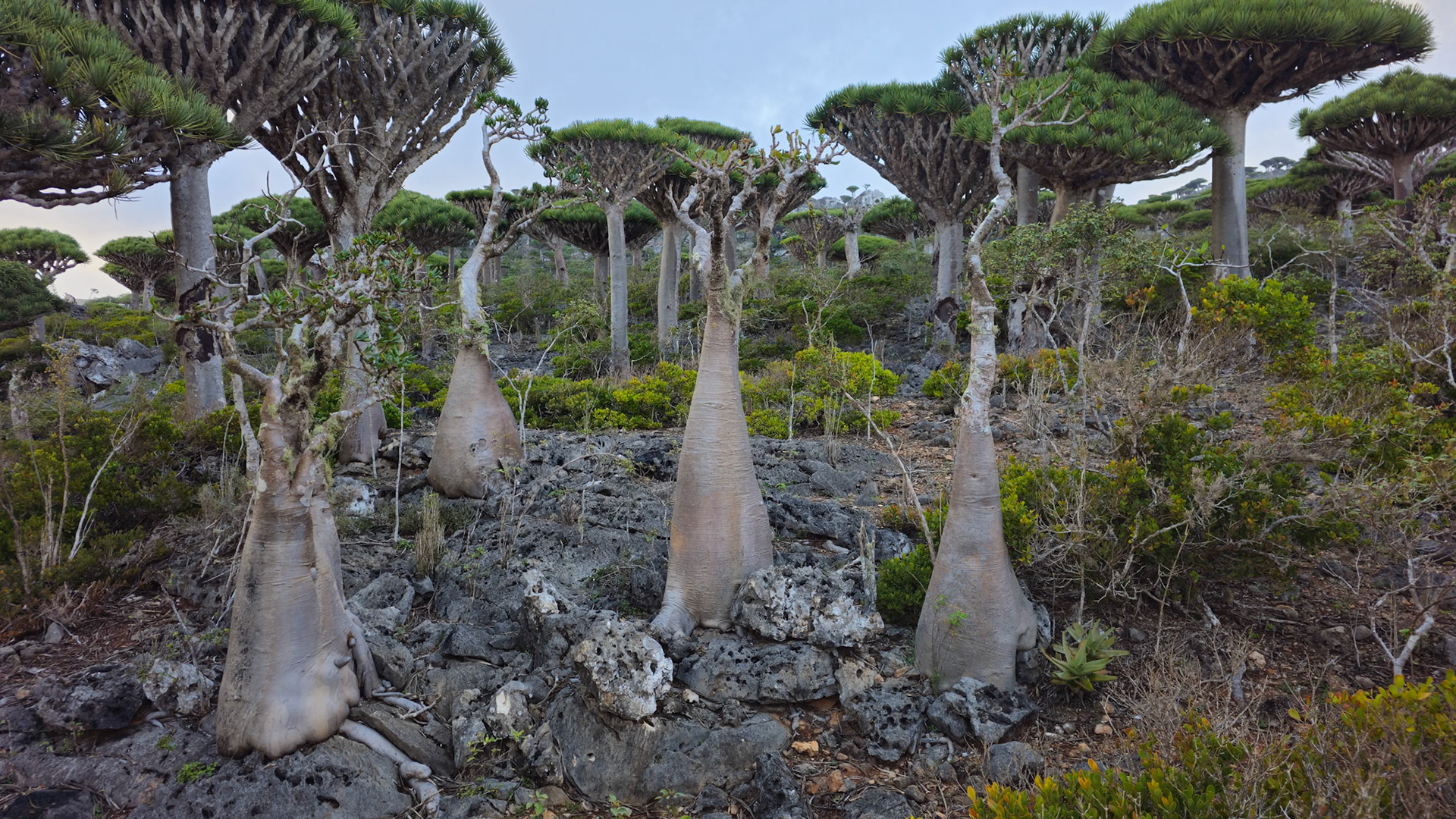 Desert Rose (Adenium obesum)