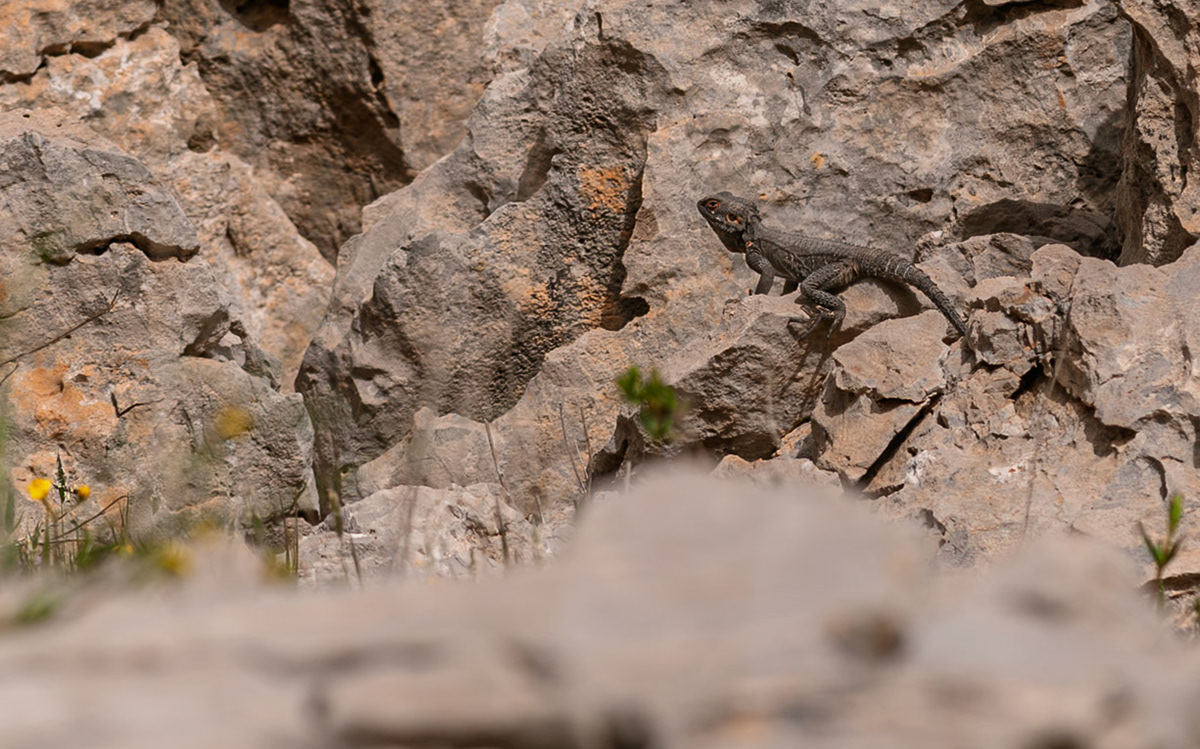 | Roughtail rock agama (Stellagama stellio) | Mount Hermon | Northern Israel | Israel |