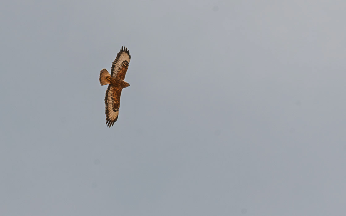 | Steppe Buzzard (Buteo buteo vulpinus) | Holland Park | Eilat | Israel |
