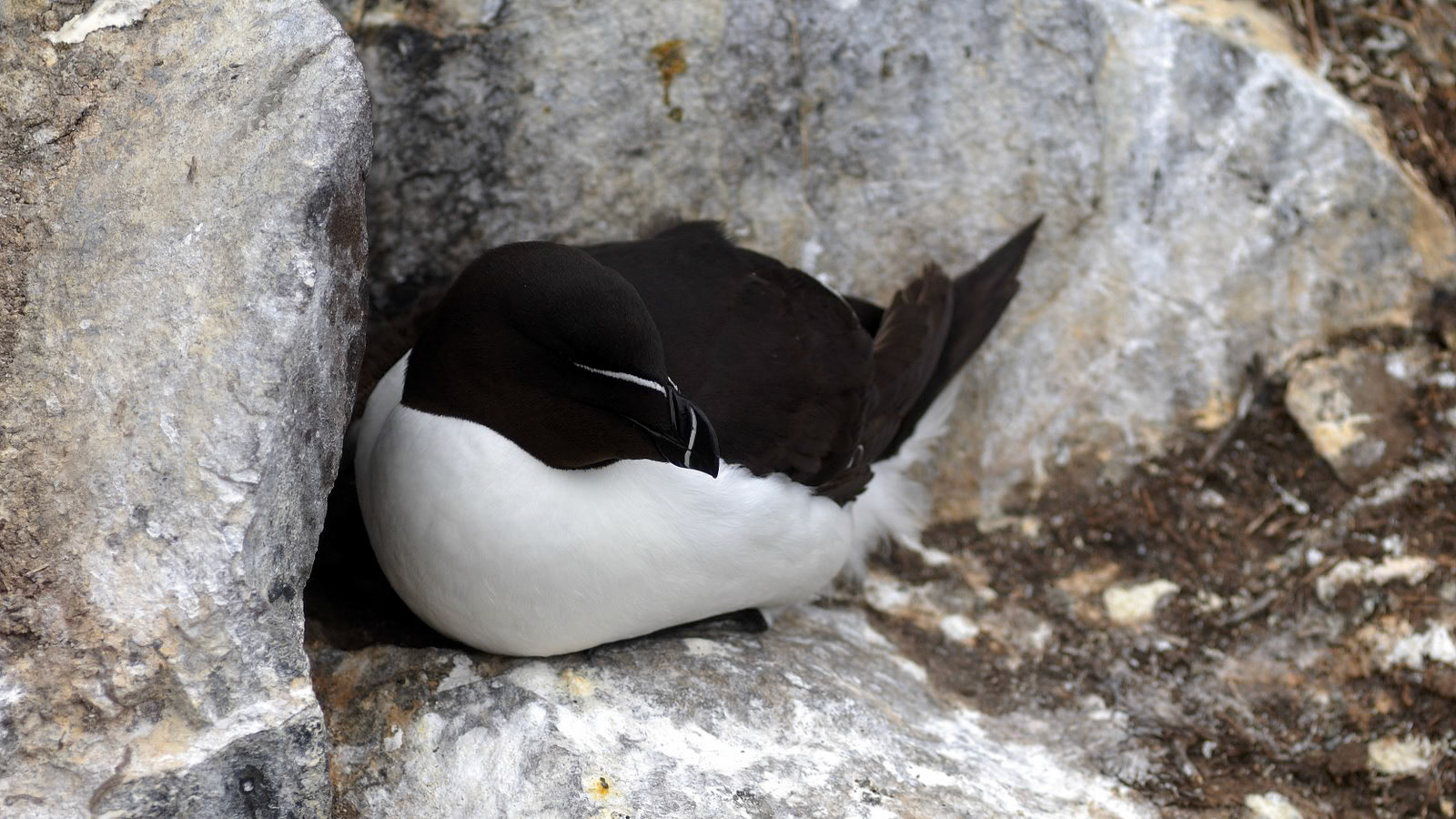 |Razorbill (Alca torda) | Farne Islands | Northumbria | United Kingdom |