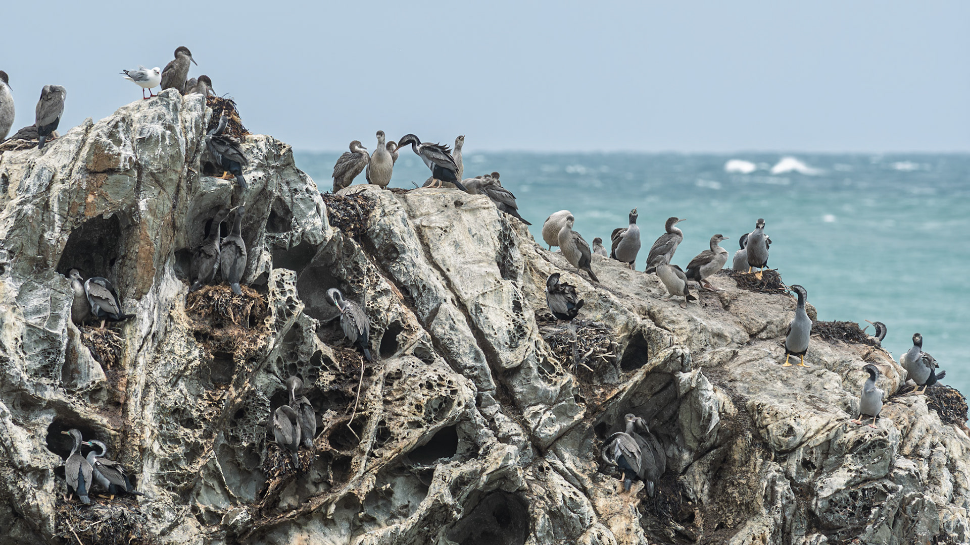 | Kaikoura | South Island | New Zealand |