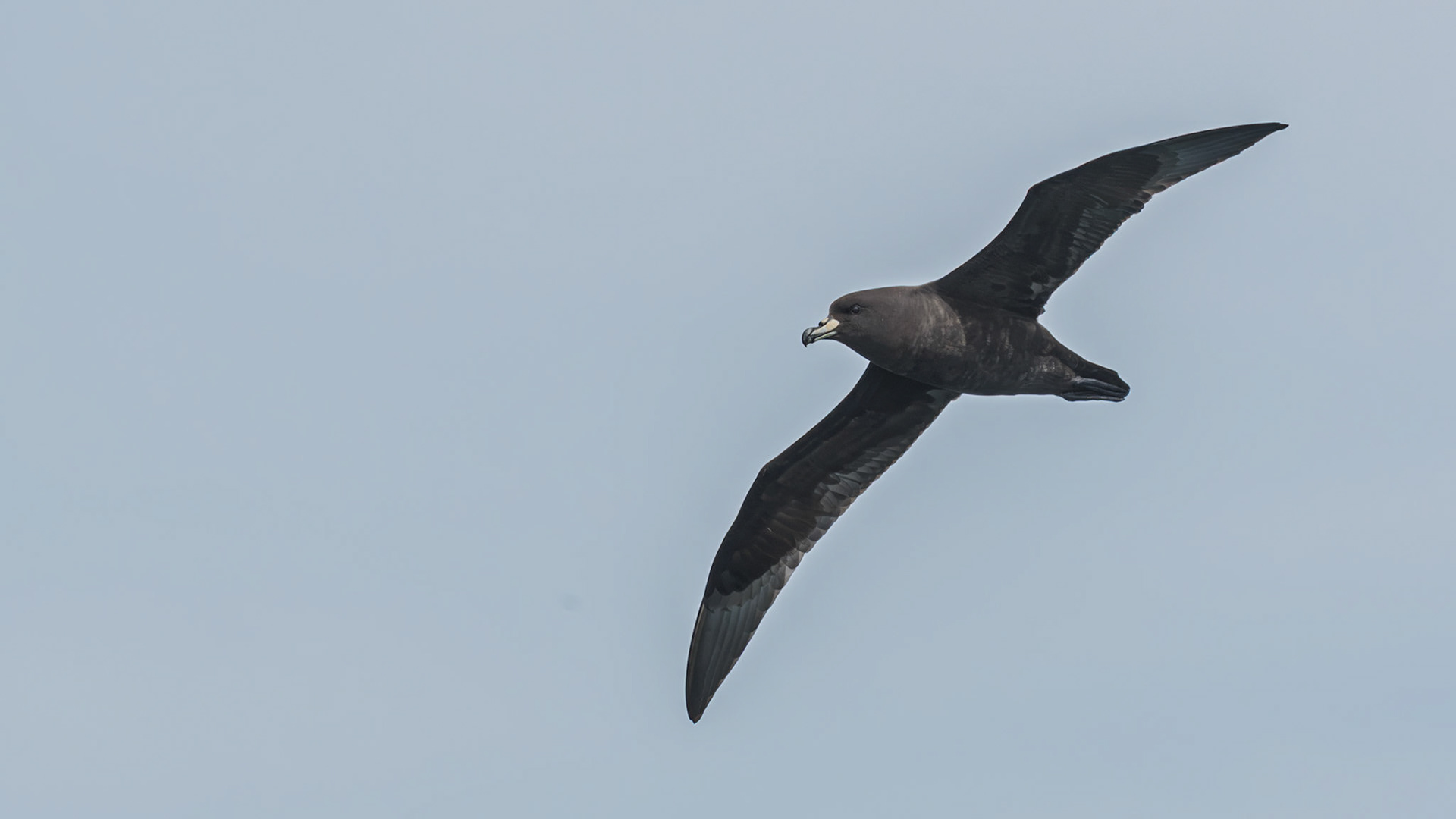 | Westland Petrel, Tāiko (Procellaria westlandica) | Kaikoura | South Island | New Zealand |