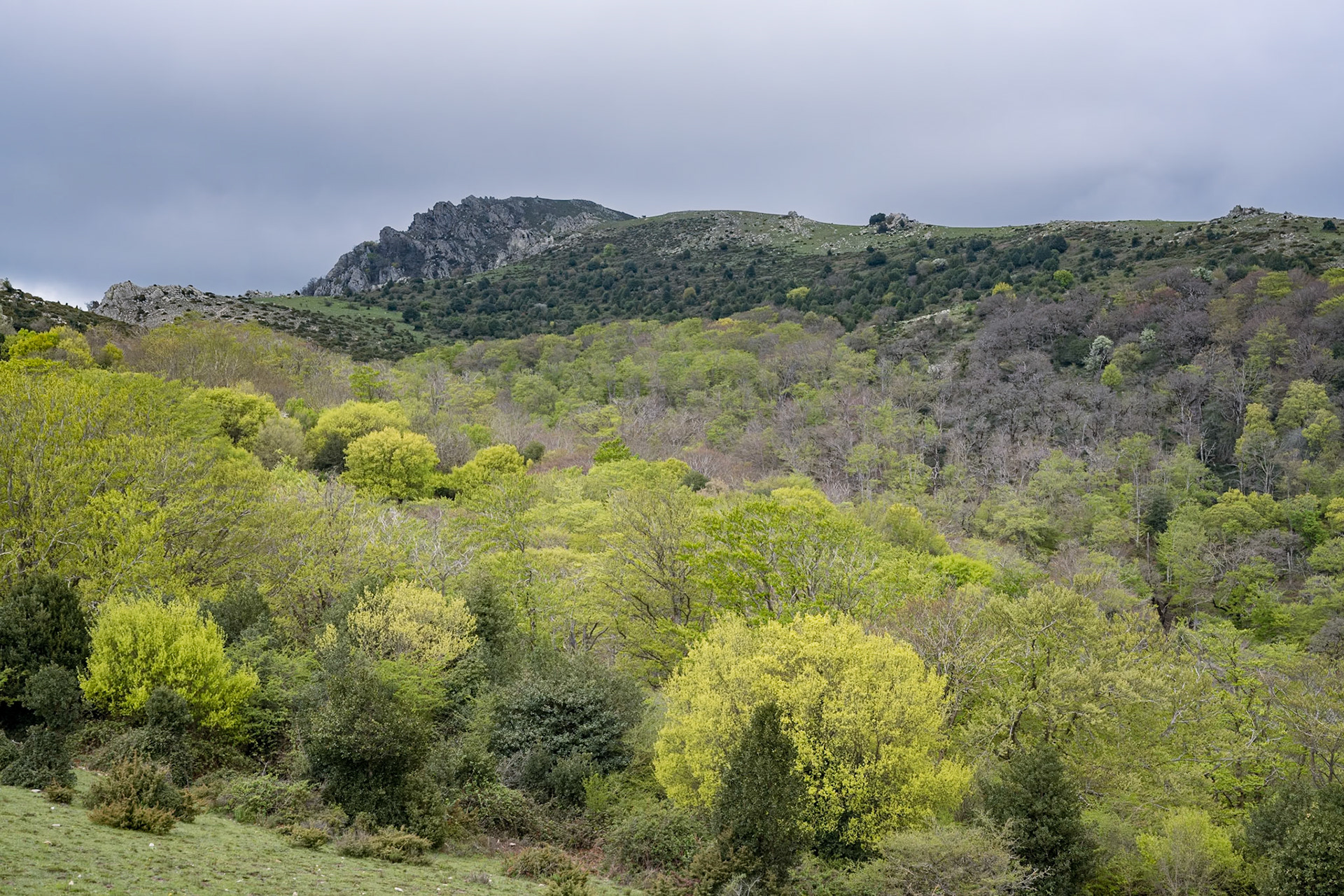 ARP 41.1. Coll de l'Ullat - Coll de Banyuls