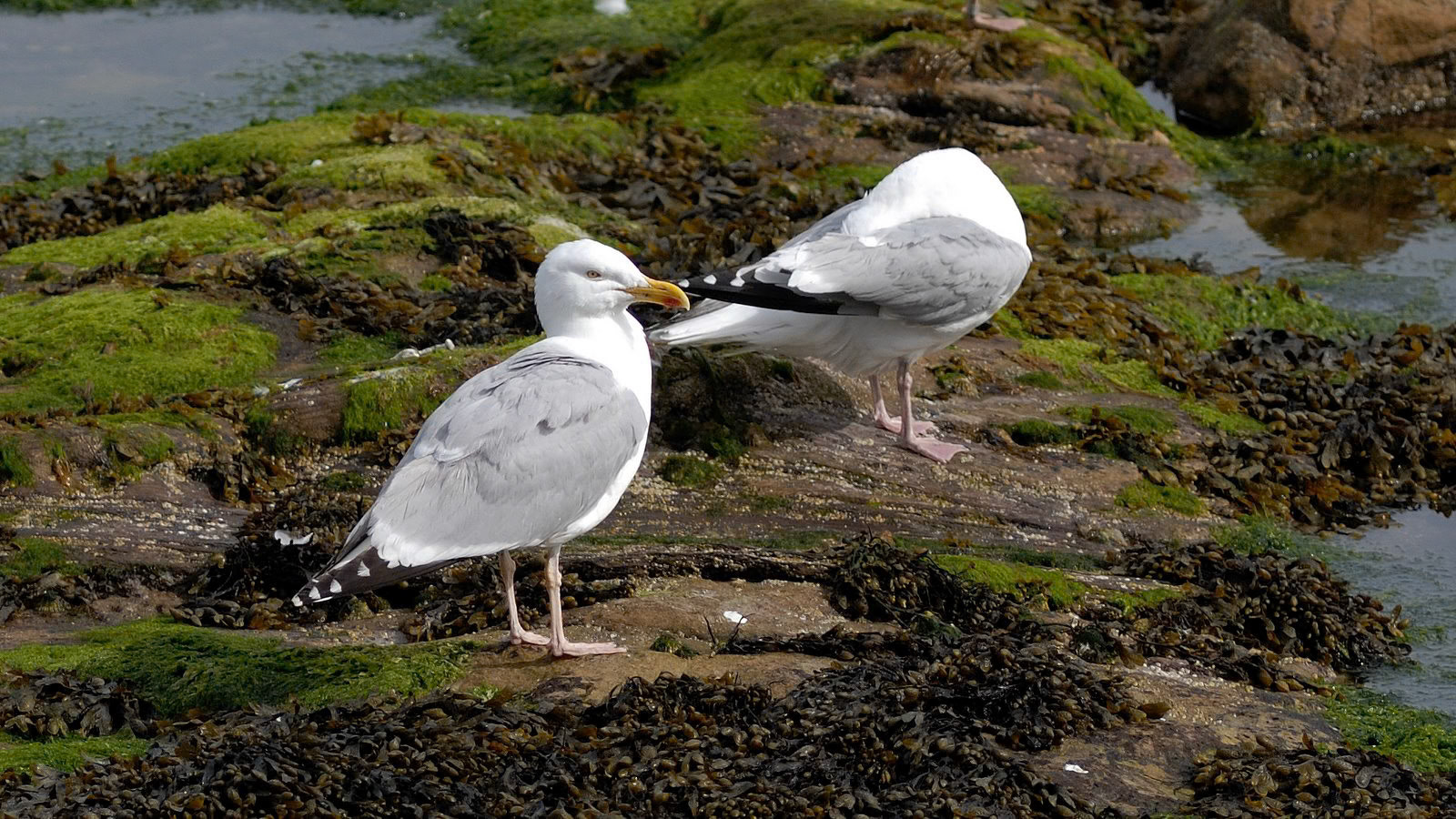 | Herring gull (Larus argentatus) | Marshall Meadows | Berwick-upon-Tweed | Northumbria | United Kingdom |