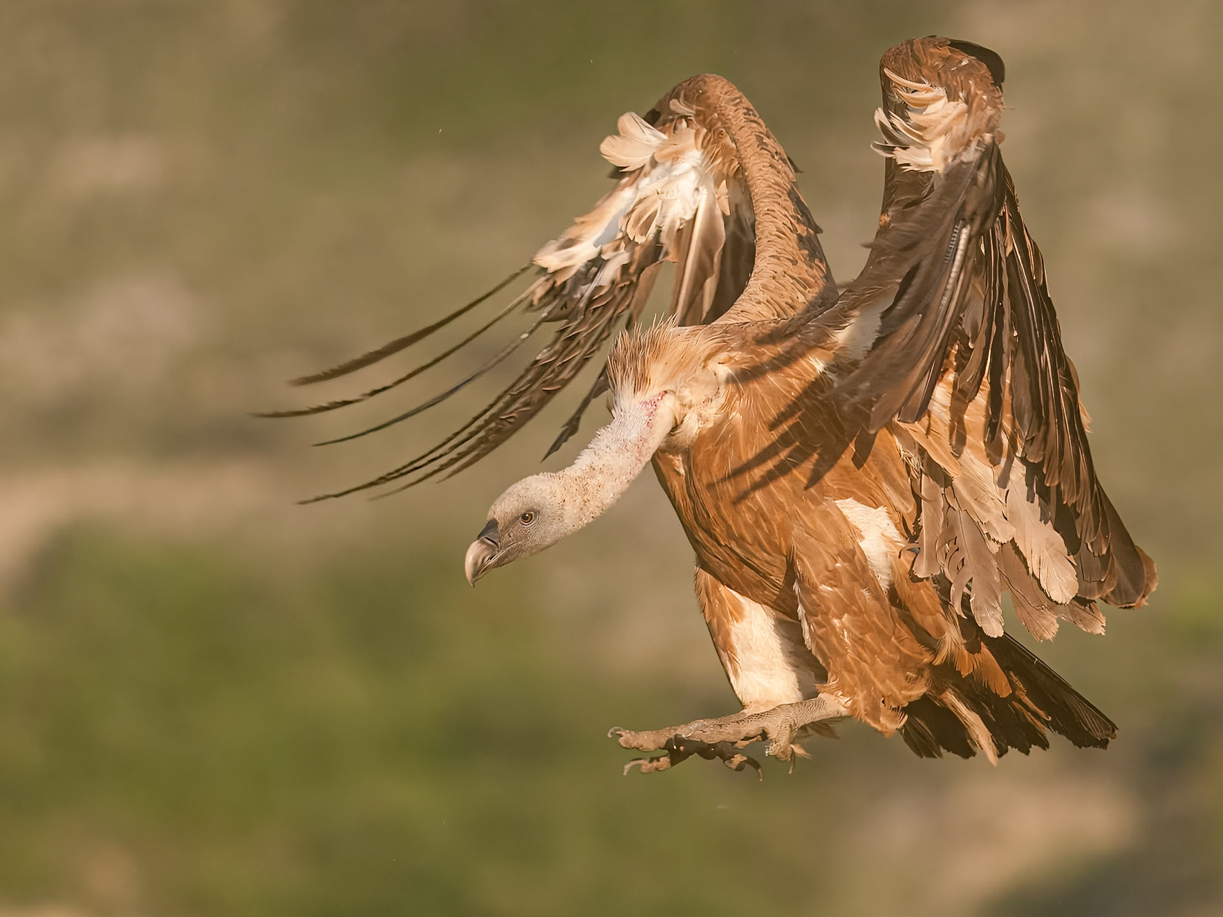 | Griffon Vulture (Gyps fulvus) | Conca de Tremp | Catalonia |