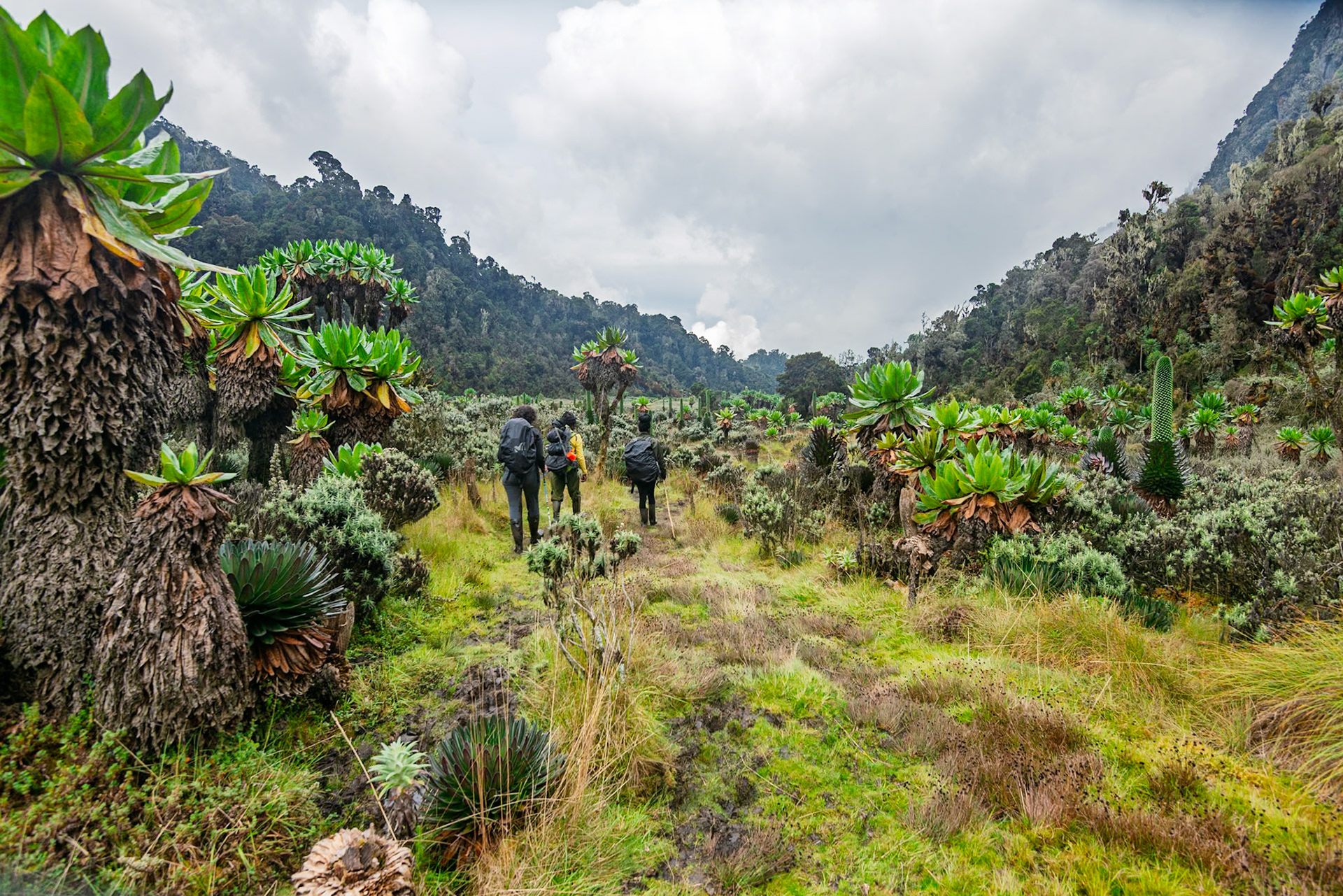 | Day 6. Kitandara Hut (4.023 m) - Guy Yeoman (3.505 m) |  Rwenzori Mountains | Uganda |  Rwenzori Mountains | Uganda |
