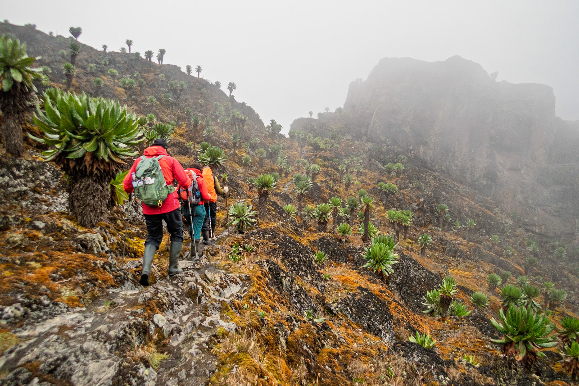 | Day 5. Elena Hut (4,541 m) - Margherita Peak (5.109 m) - Kitandara Hut (4.023 m)  |  Rwenzori Mountains | Uganda |  Rwenzori Mountains | Uganda |