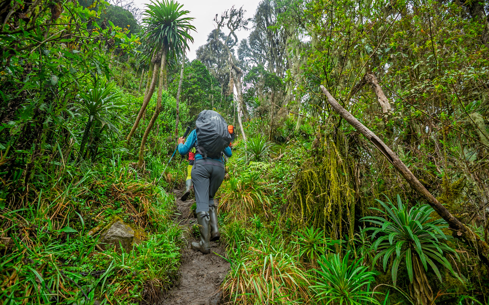 | Day 3. John Matte Hut (3.505 m) - Bujuku Hut (3.977 m) |  Rwenzori Mountains | Uganda | |  Rwenzori Mountains | Uganda |