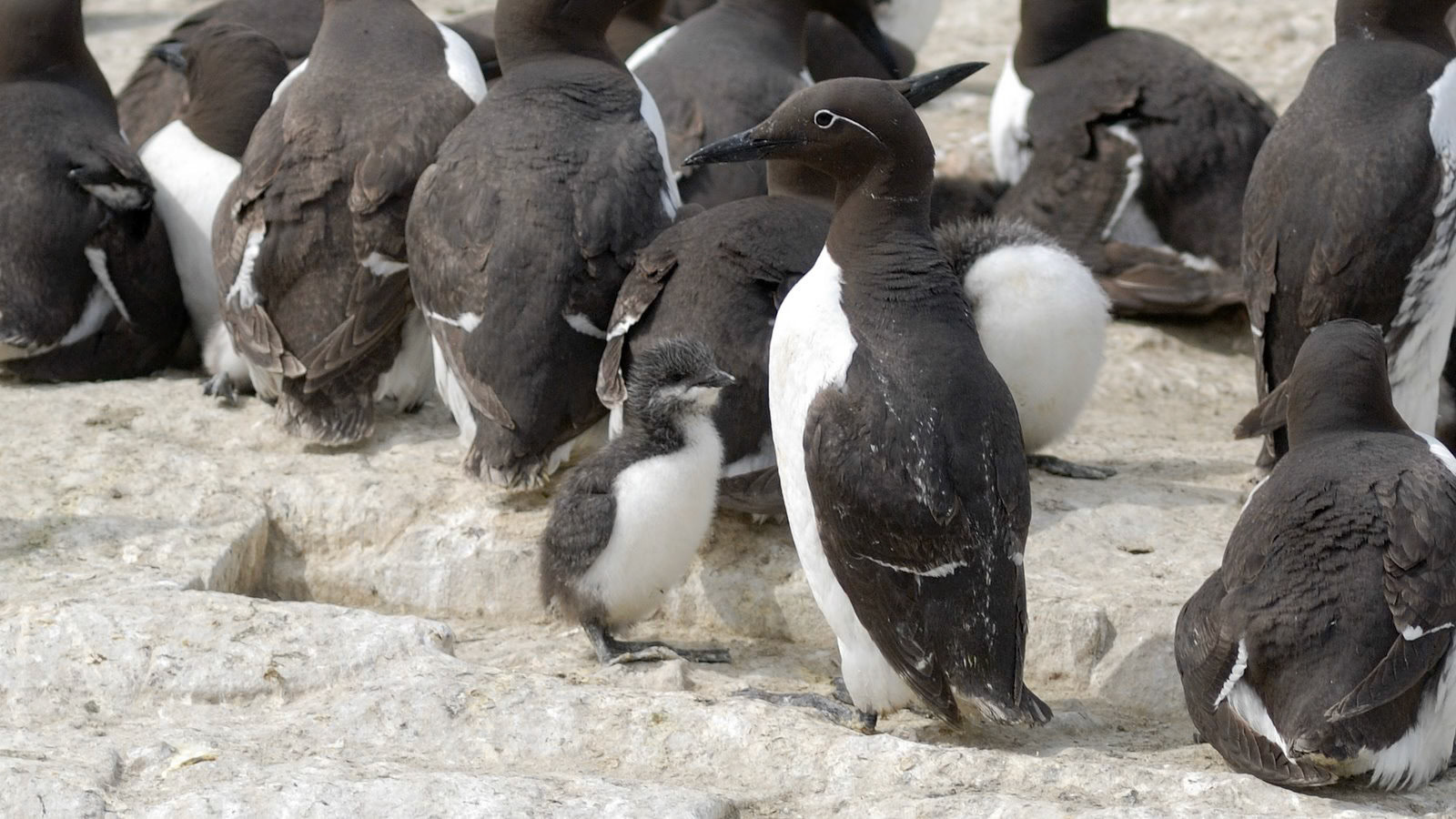| Common guillemot (Uria aalge) | Farne Islands | Northumbria | United Kingdom |