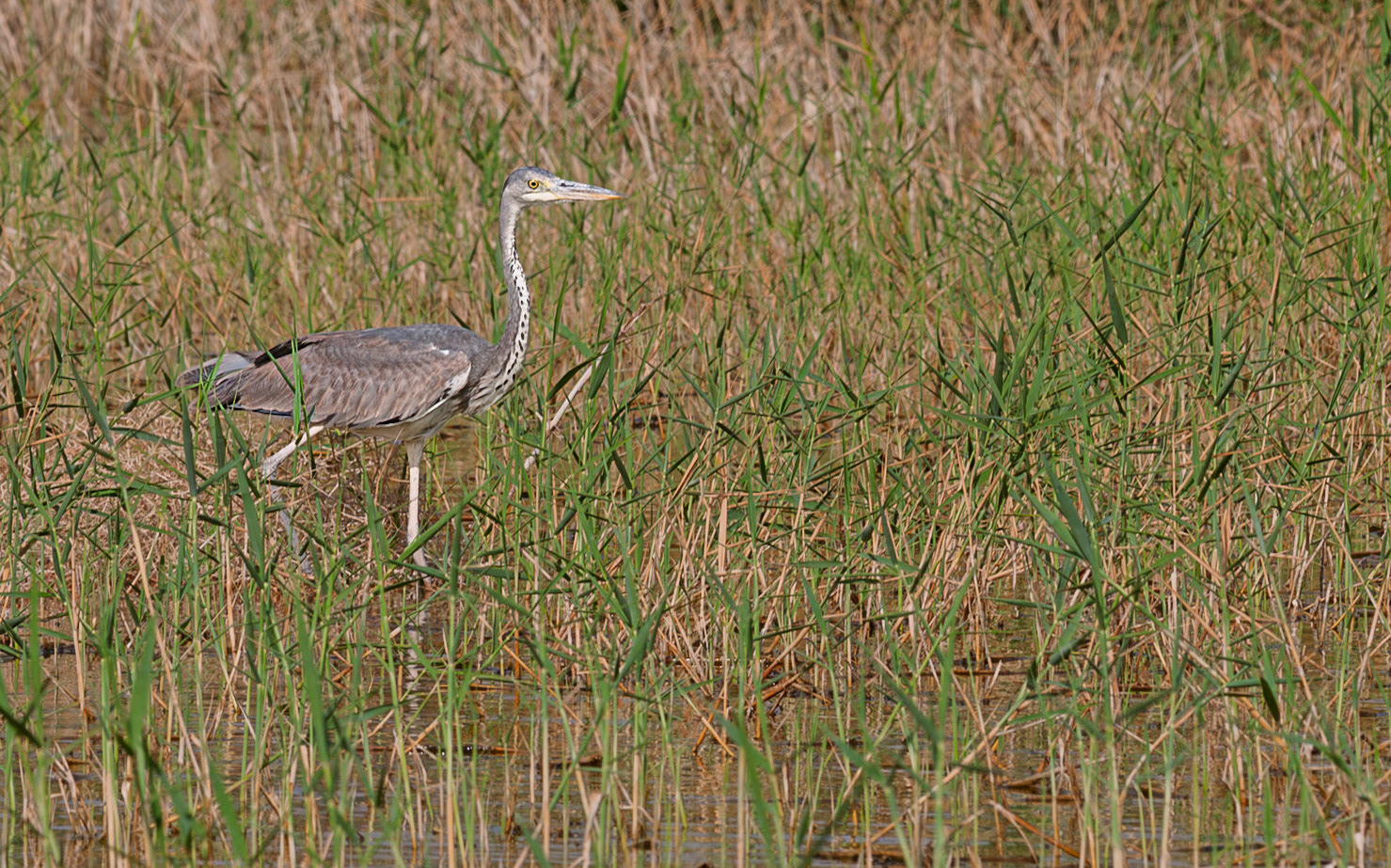 | Grey heron (Ardea cinerea) | Eilat Bird Sanctuary | Eilat | Israel |
