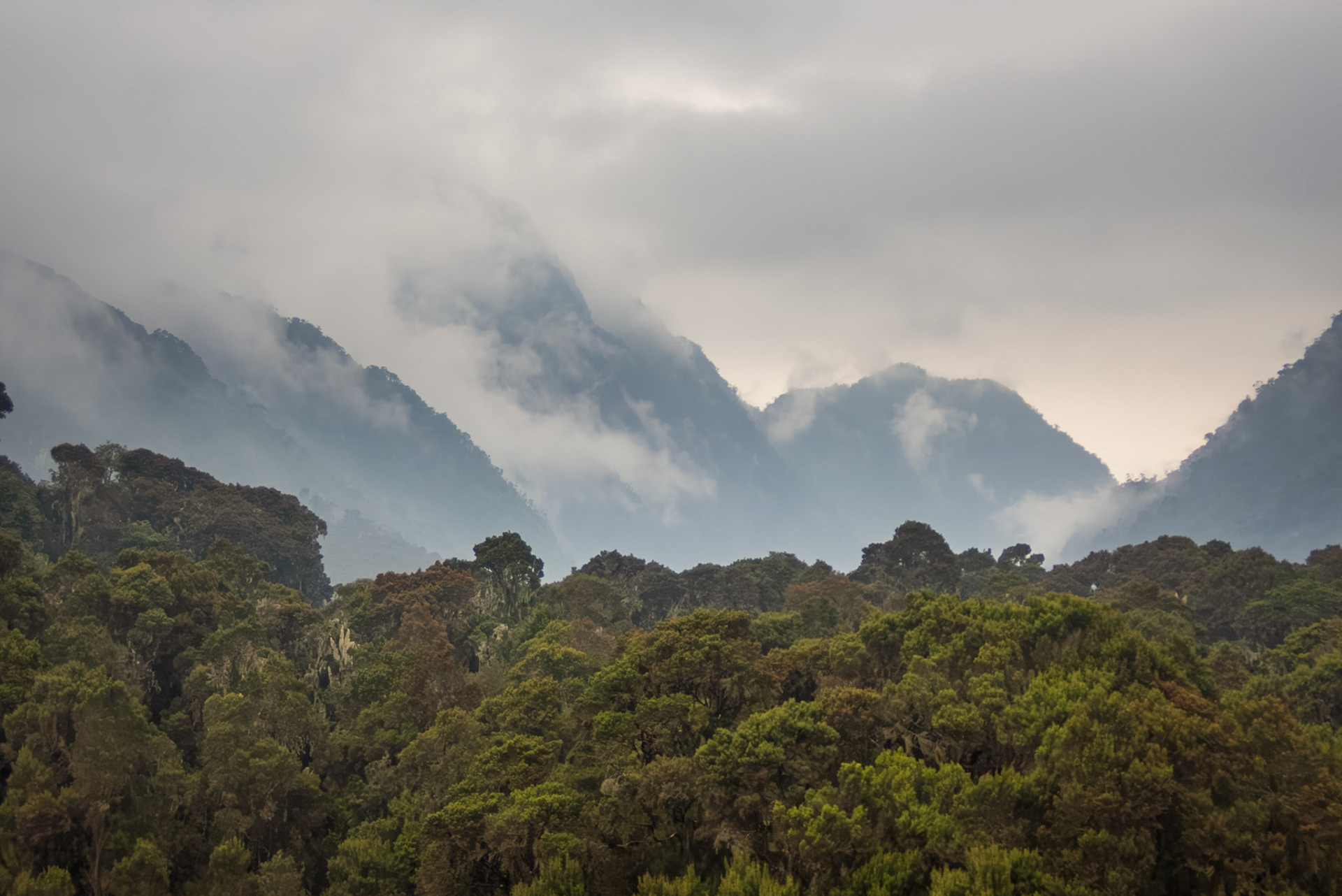 | Day 2. Nyabitabe Camp (2.651 m) - John Matte Hut (3.505 m) |  Rwenzori Mountains | Uganda | |  Rwenzori Mountains | Uganda |