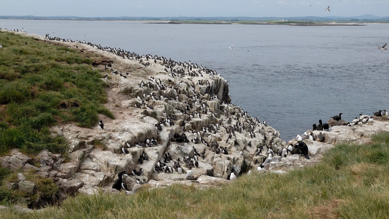 | Farne Islands | Northumbria | United Kingdom |