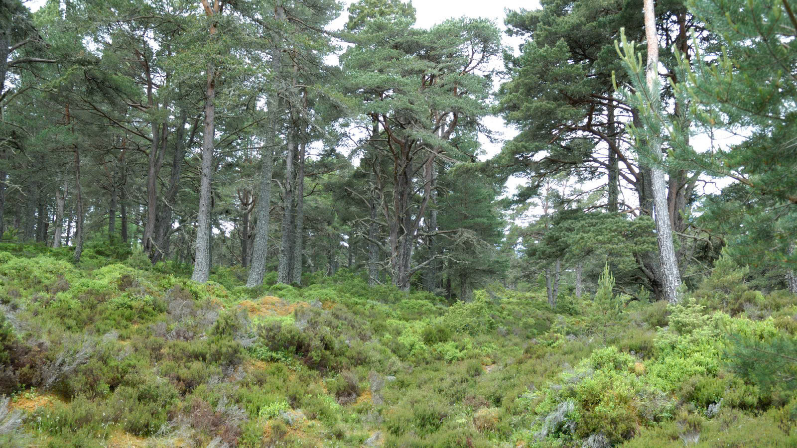 | Cairngorms National Park | Scotland  | United Kingdom |