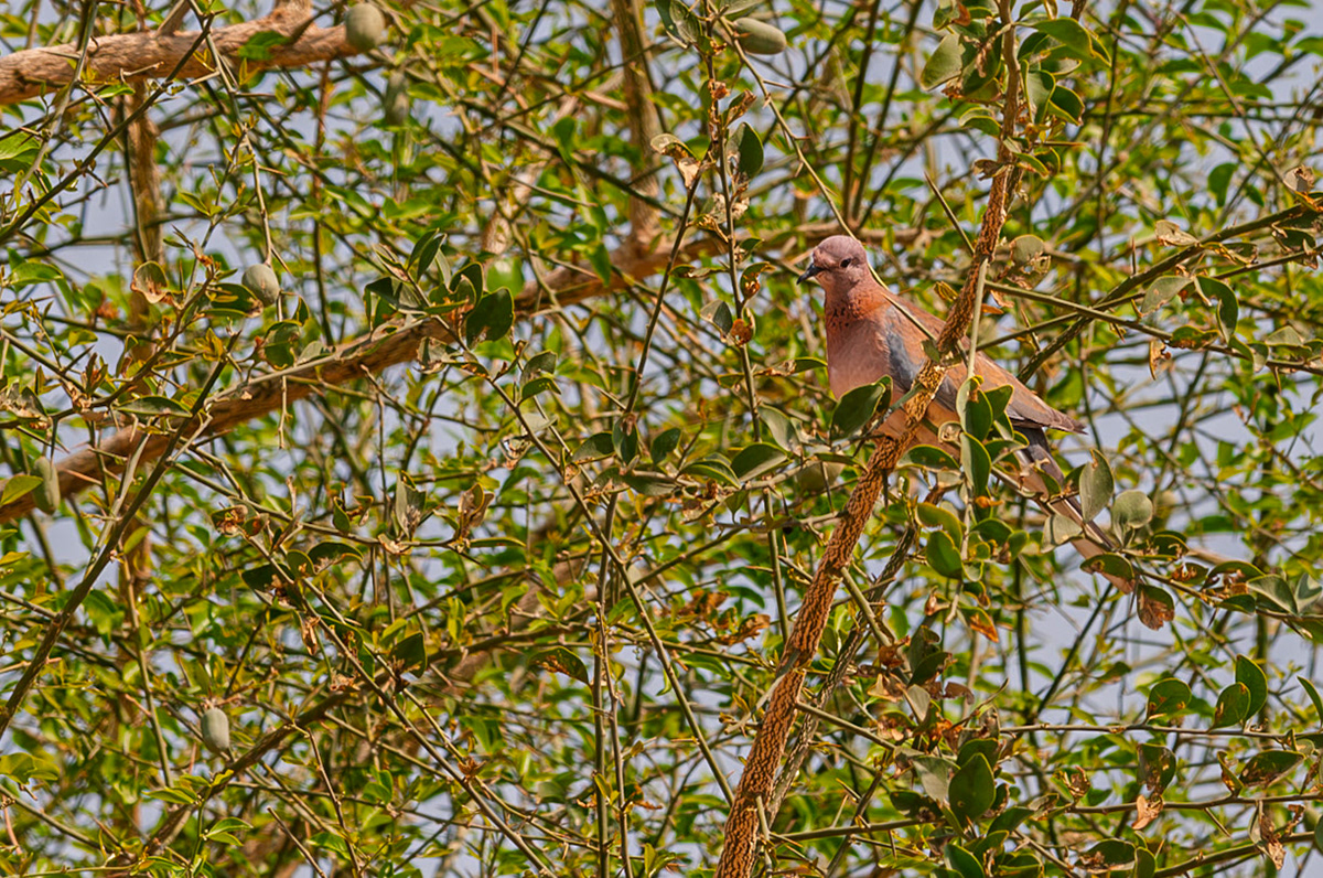 | Laughing Dove (Spilopelia senegalensis) | Holland Park | Eilat | Israel |