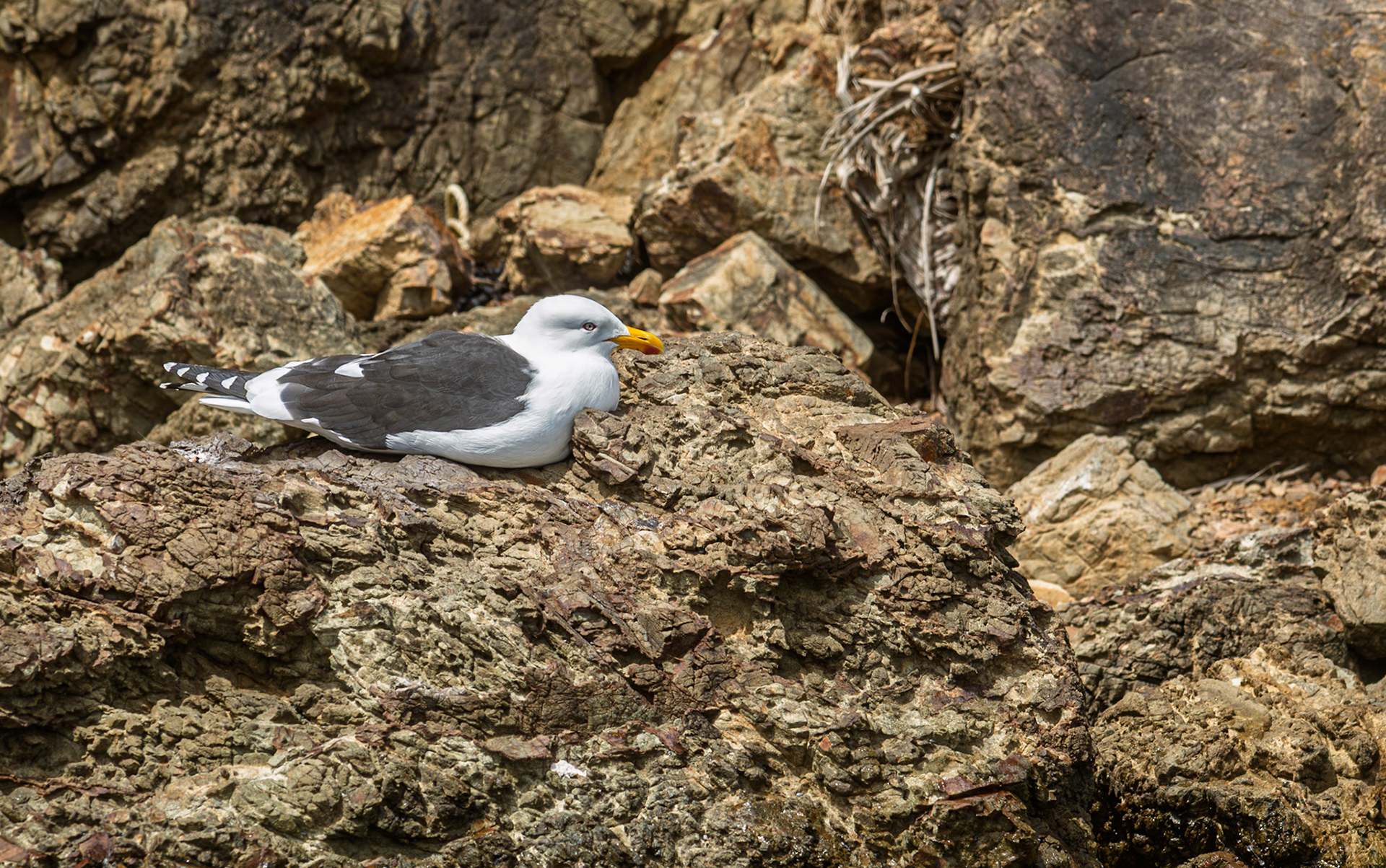| Kelp Gull (Larus dominicanus) | Queen Charlotte Sound | South Island | New Zealand |