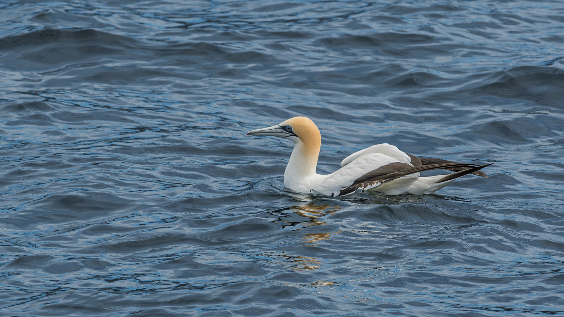 | Australatian Gannet, Tākapu (Morus Serrator) | Queen Charlotte Sound | South Island | New Zealand |