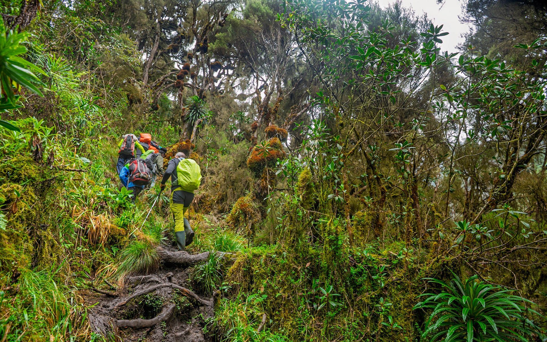 | Day 3. John Matte Hut (3.505 m) - Bujuku Hut (3.977 m) |  Rwenzori Mountains | Uganda | |  Rwenzori Mountains | Uganda |