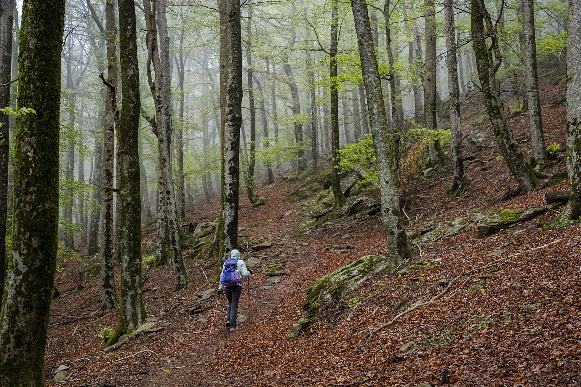 ARP 41.1. Coll de l'Ullat - Coll de Banyuls