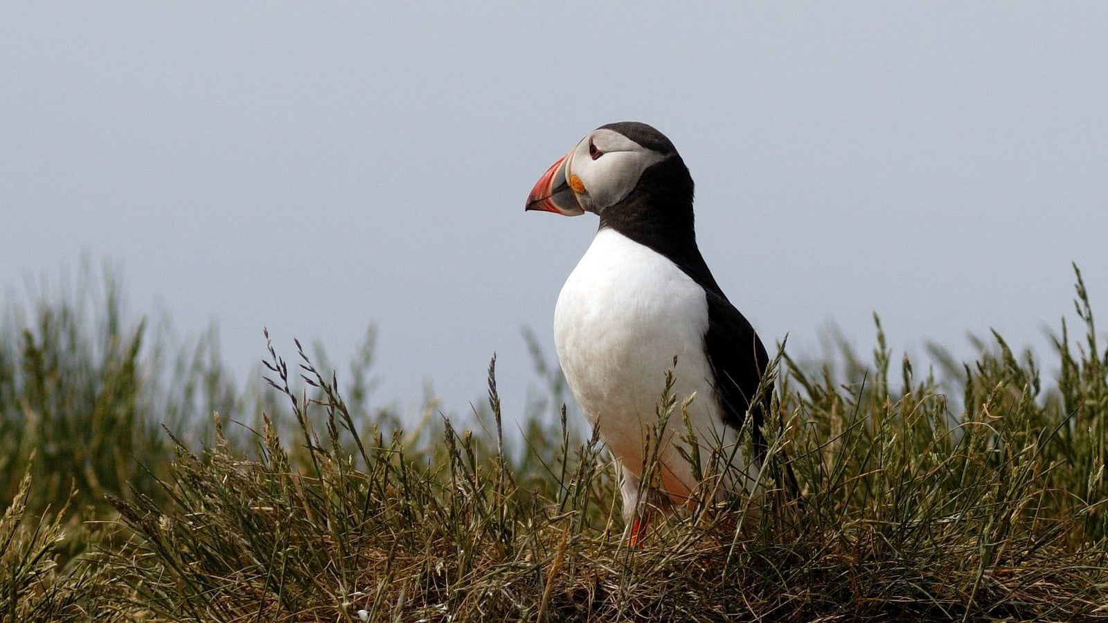 | Atlantic puffin (Fratercula arctica) | Farne Islands | Northumbria | United Kingdom |