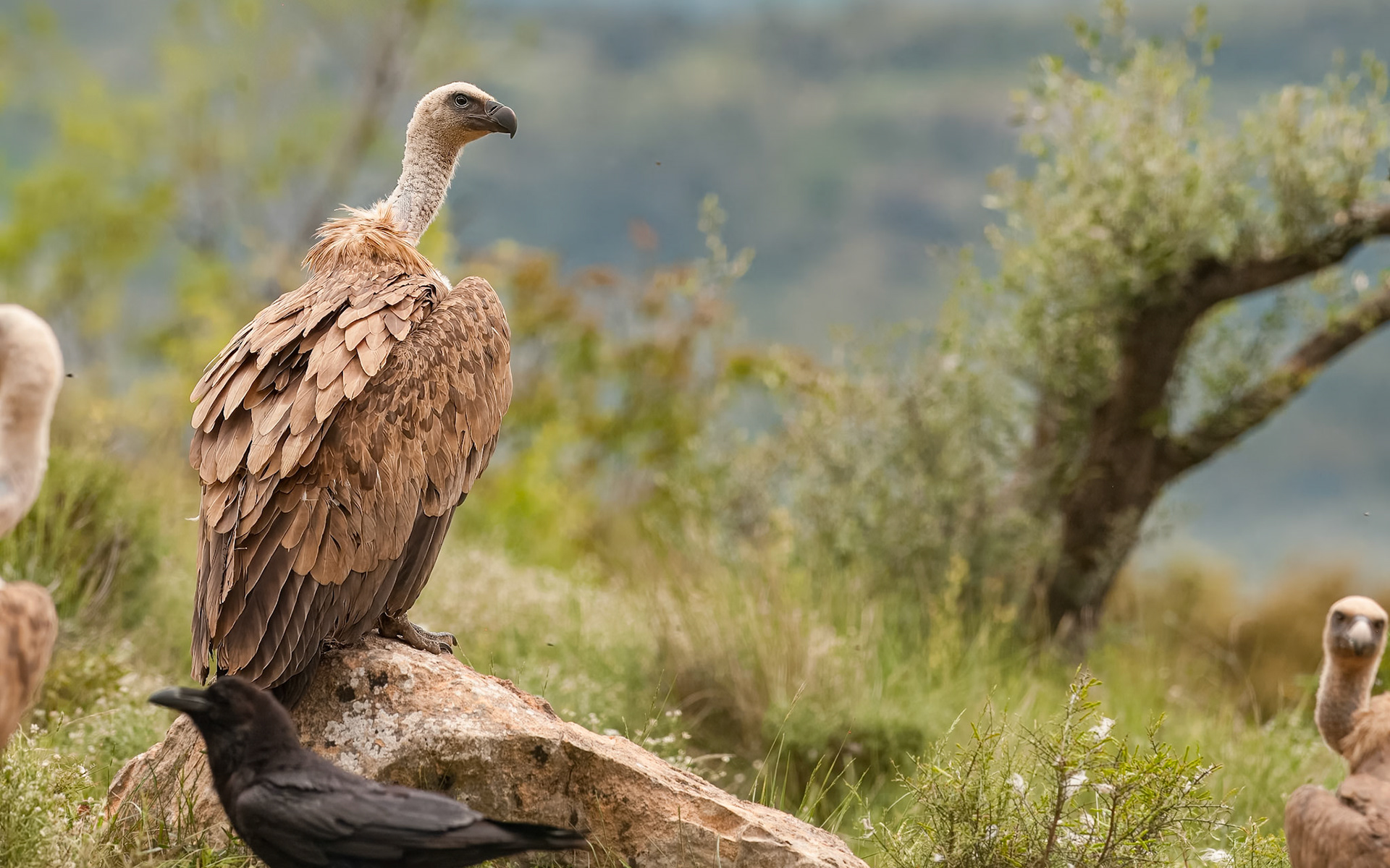 | Griffon Vulture (Gyps fulvus) | Conca de Tremp | Catalonia |