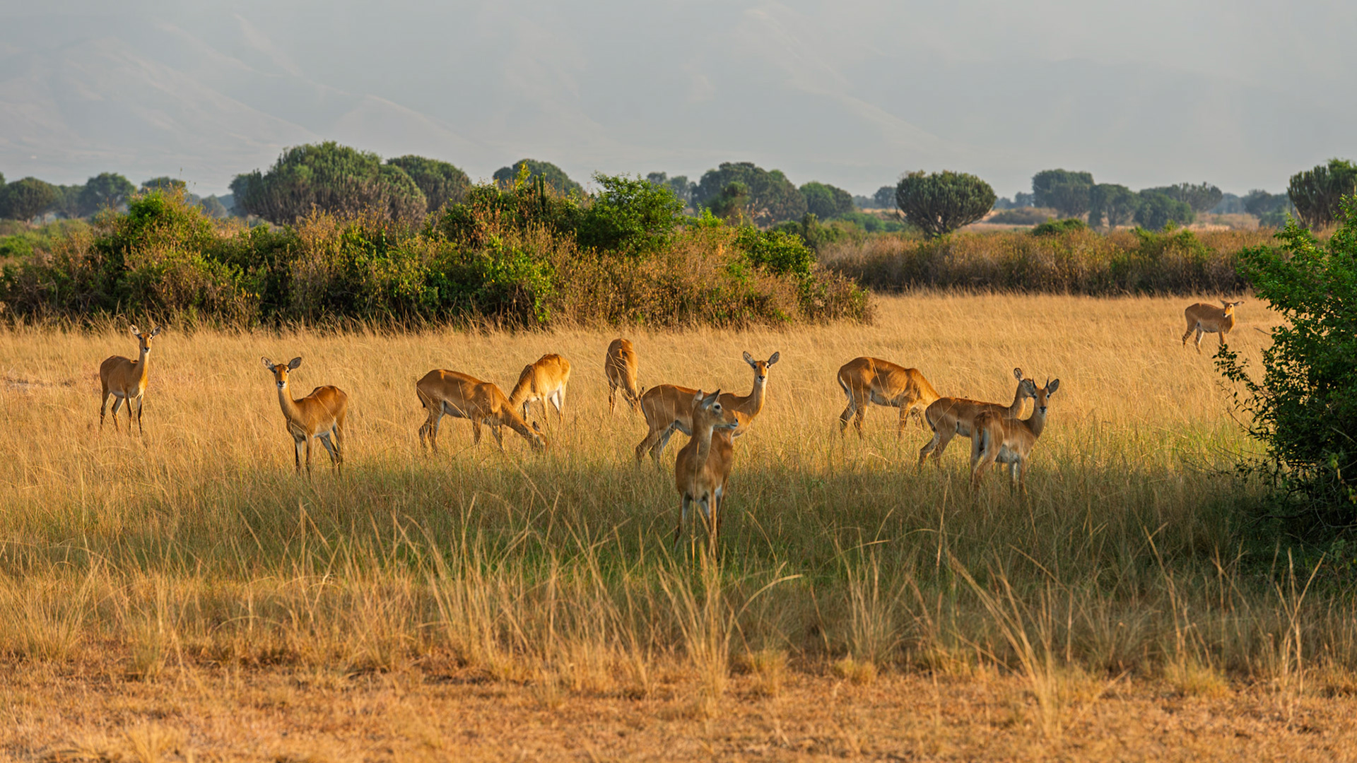 | Impala (Aepyceros melampus) | Mburo Lake | Uganda |