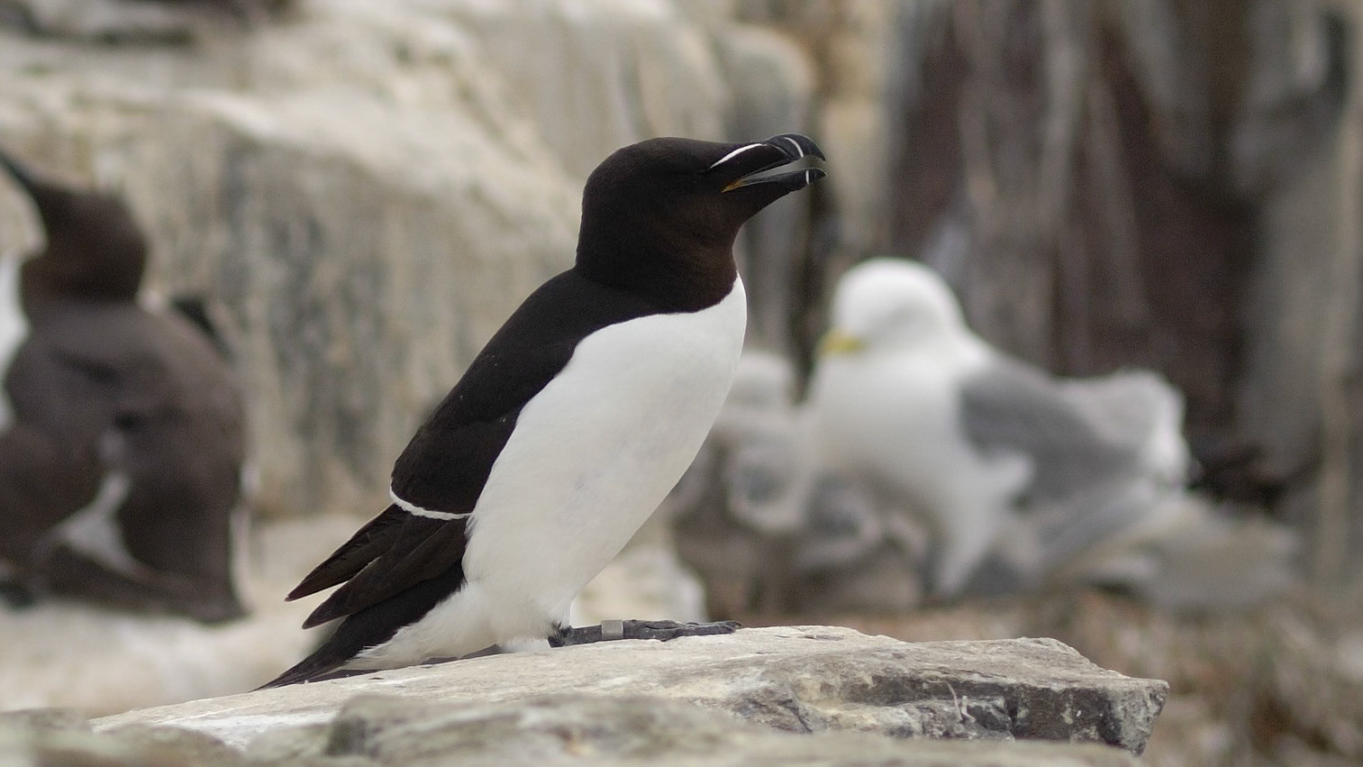 |Razorbill (Alca torda) | Farne Islands | Northumbria | United Kingdom |