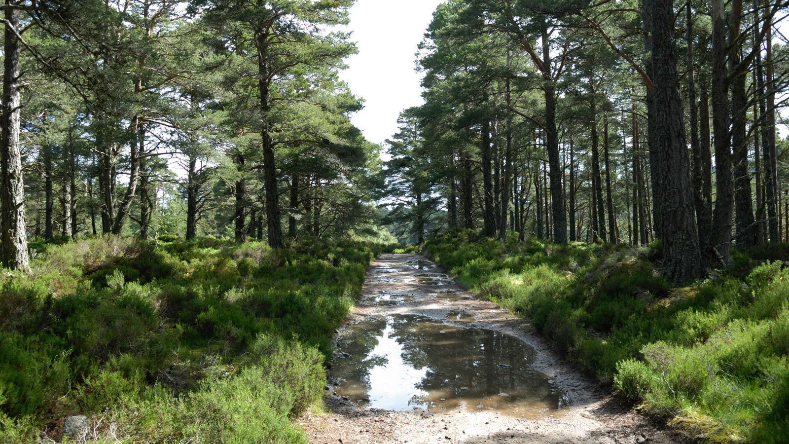 | Cairngorms National Park | Scotland  | United Kingdom |