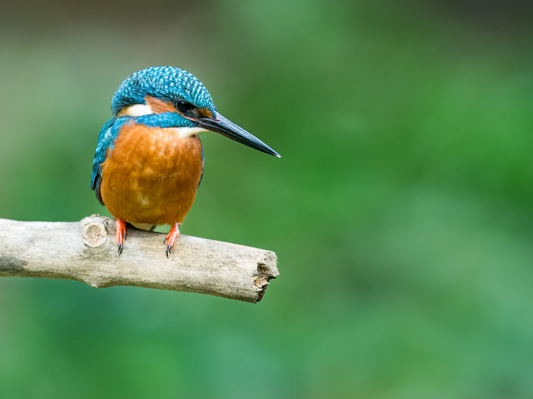 | Eurasian Kingfisher (Alcedo atthis) | Catalunya |