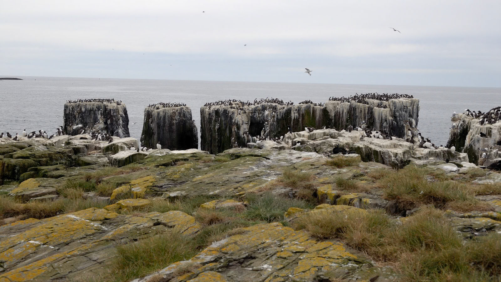 | Farne Islands | Northumbria | United Kingdom |