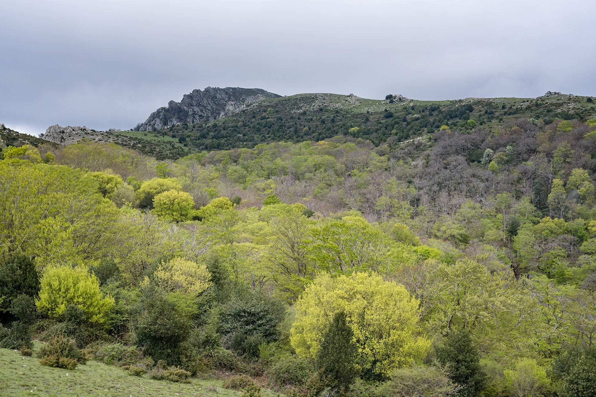 ARP 41.1. Coll de l'Ullat - Coll de Banyuls