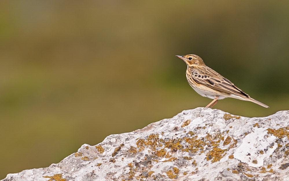 | Long-billed pipit (Anthus similis) | Mount Hermon | Northern Israel | Israel |