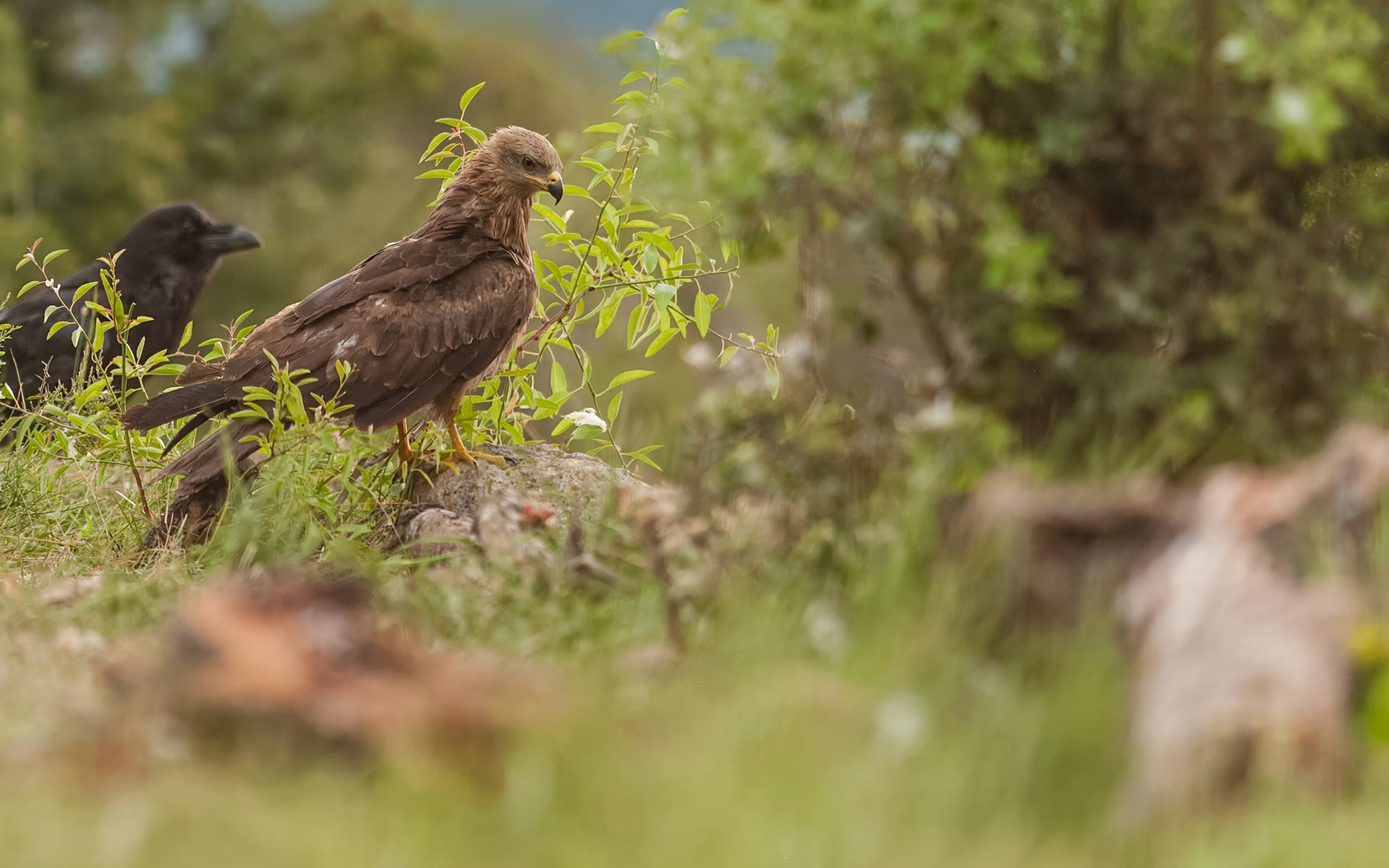 | Black Kite (Milvus migrans) | Conca de Tremp | Catalonia |