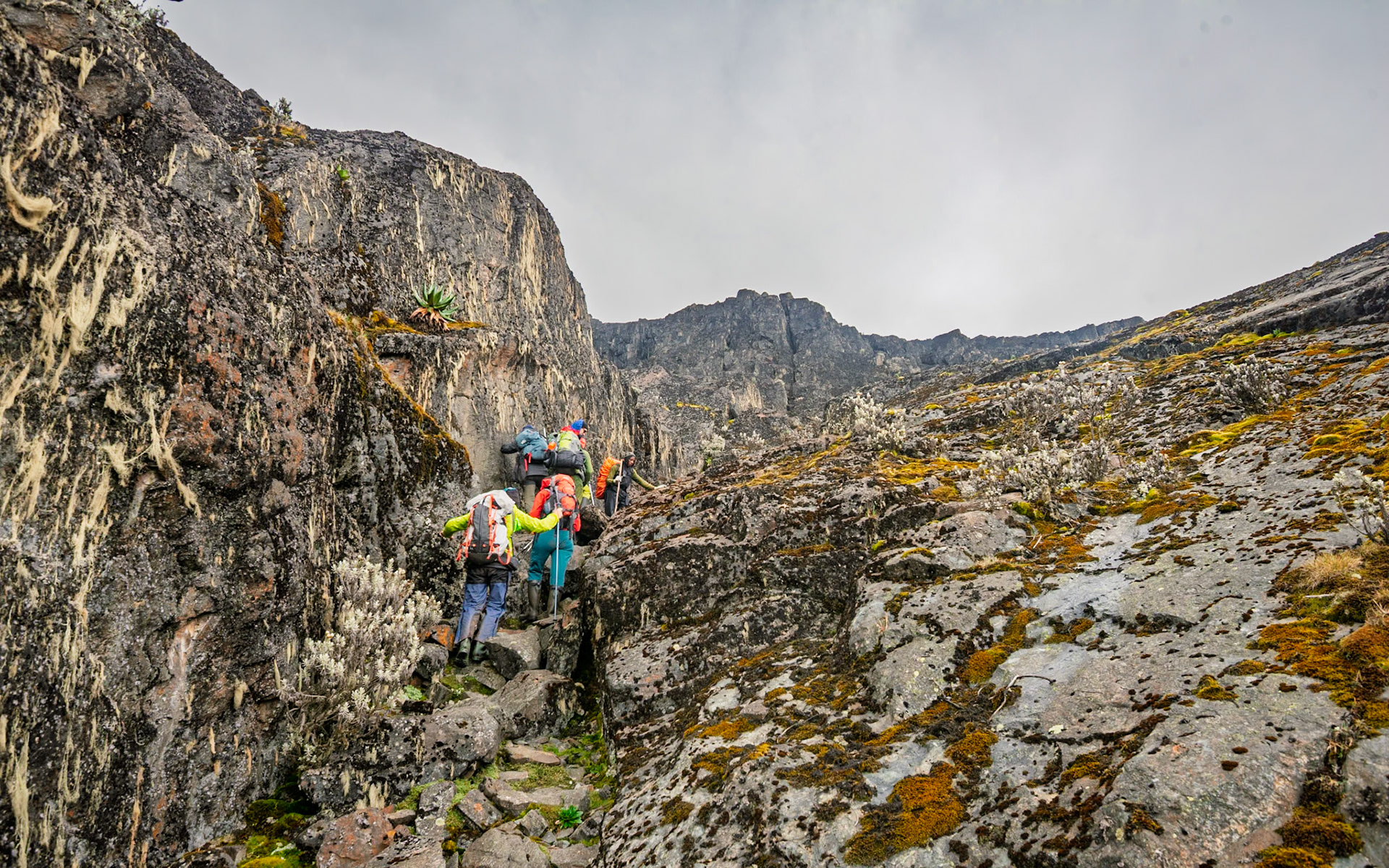| Day 4. Bujuku Hut (3.977 m) - Elena Hut (4,541 m) |  Rwenzori Mountains | Uganda |  Rwenzori Mountains | Uganda |