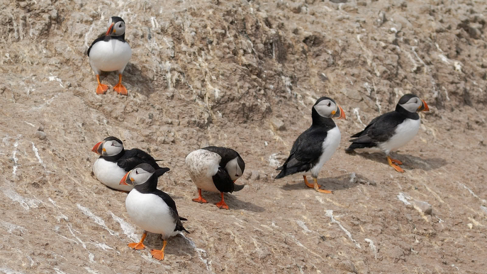 | Atlantic puffin (Fratercula arctica) | Farne Islands | Northumbria | United Kingdom |