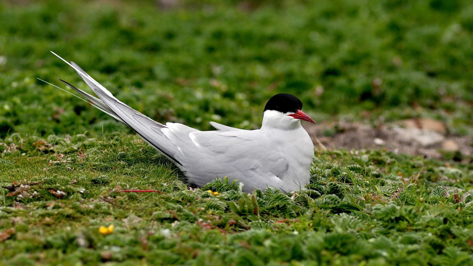 | Arctic tern (Sterna paradisaea) | Farne Islands | Northumbria | United Kingdom |
