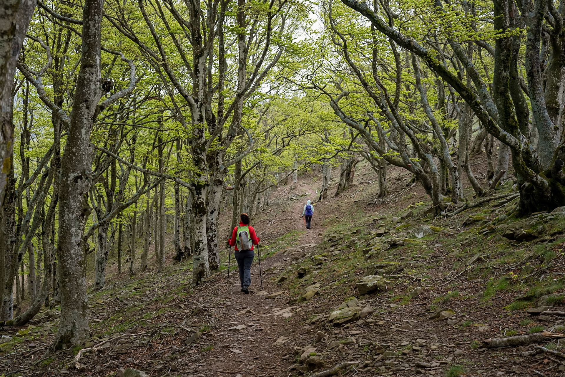 ARP 41.1. Coll de l'Ullat - Coll de Banyuls
