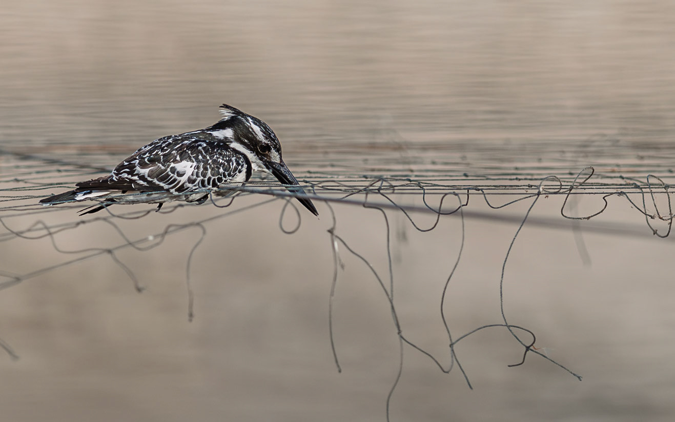 | Pied Kingfisher (Ceryle rudis) | Kfar Ruppin Fishponds | Beit She'an | Northern Israel | Israel |