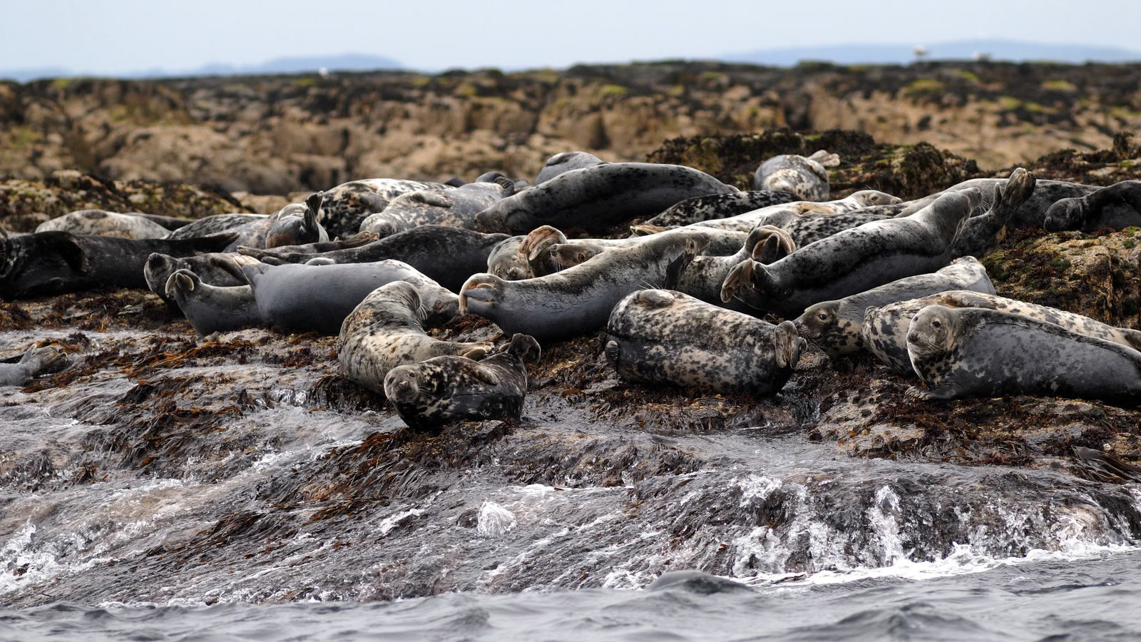 | Greay seal (Halichoerus grypus) | Farne Islands | Northumbria | United Kingdom |