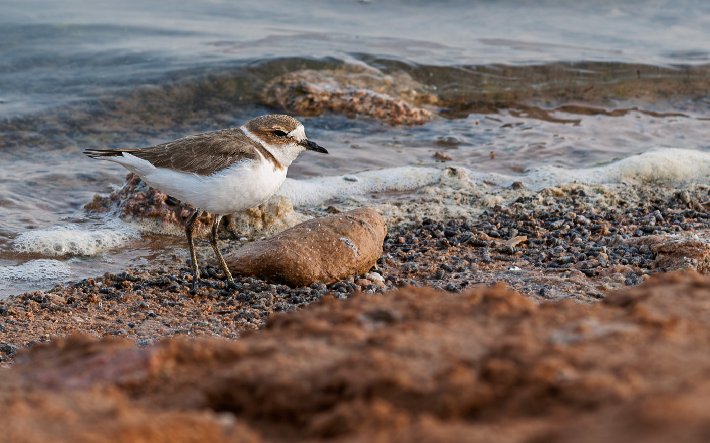 | Little ringed plover (Thinornis dubius) | Eilat Bird Sanctuary | Eilat | Israel |