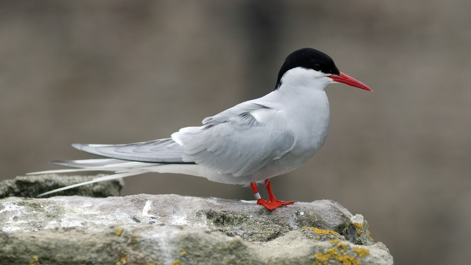 | Arctic tern (Sterna paradisaea) | Farne Islands | Northumbria | United Kingdom |