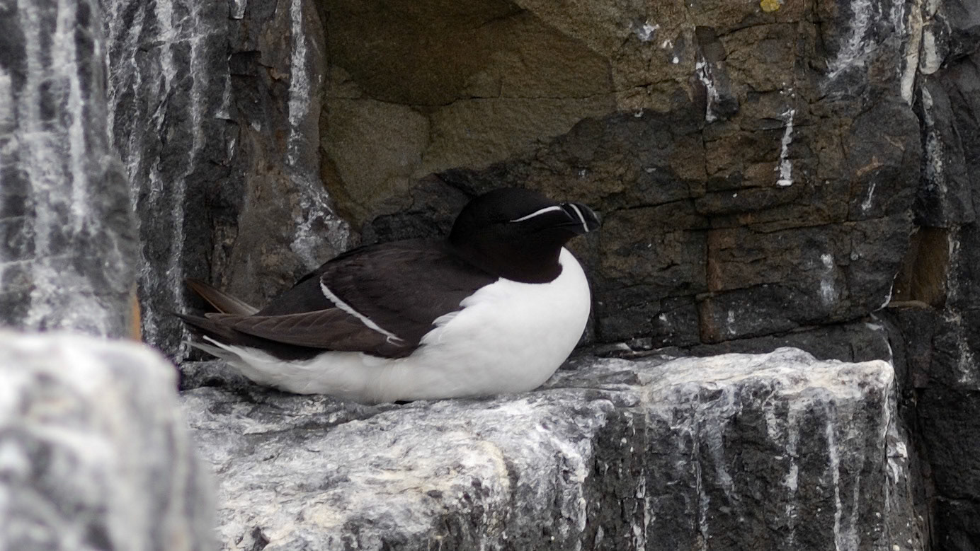 |Razorbill (Alca torda) | Farne Islands | Northumbria | United Kingdom |