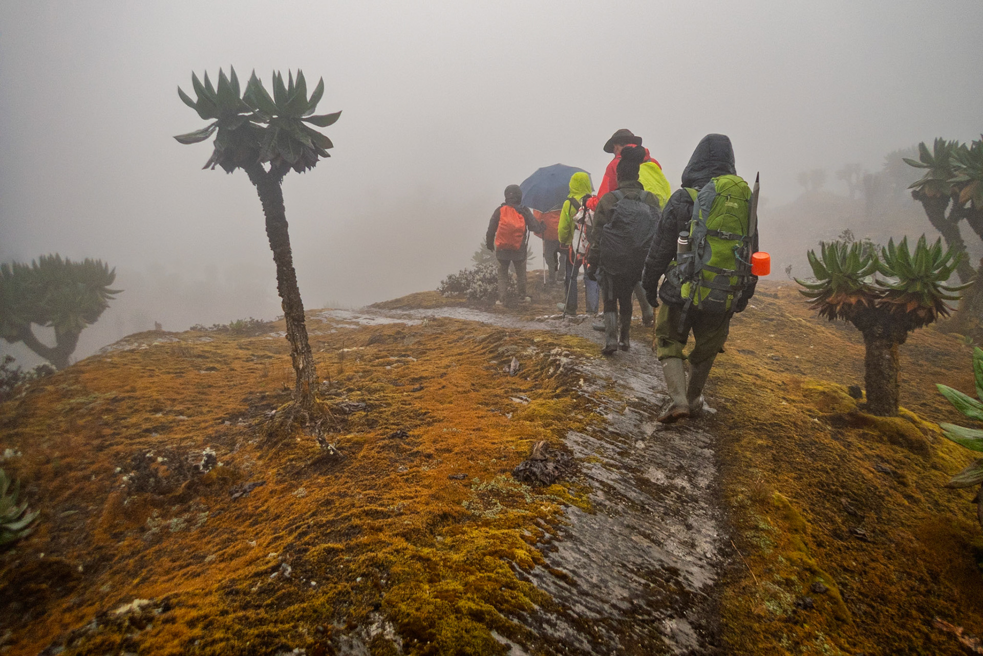 | Day 6. Kitandara Hut (4.023 m) - Guy Yeoman (3.505 m) |  Rwenzori Mountains | Uganda |  Rwenzori Mountains | Uganda |