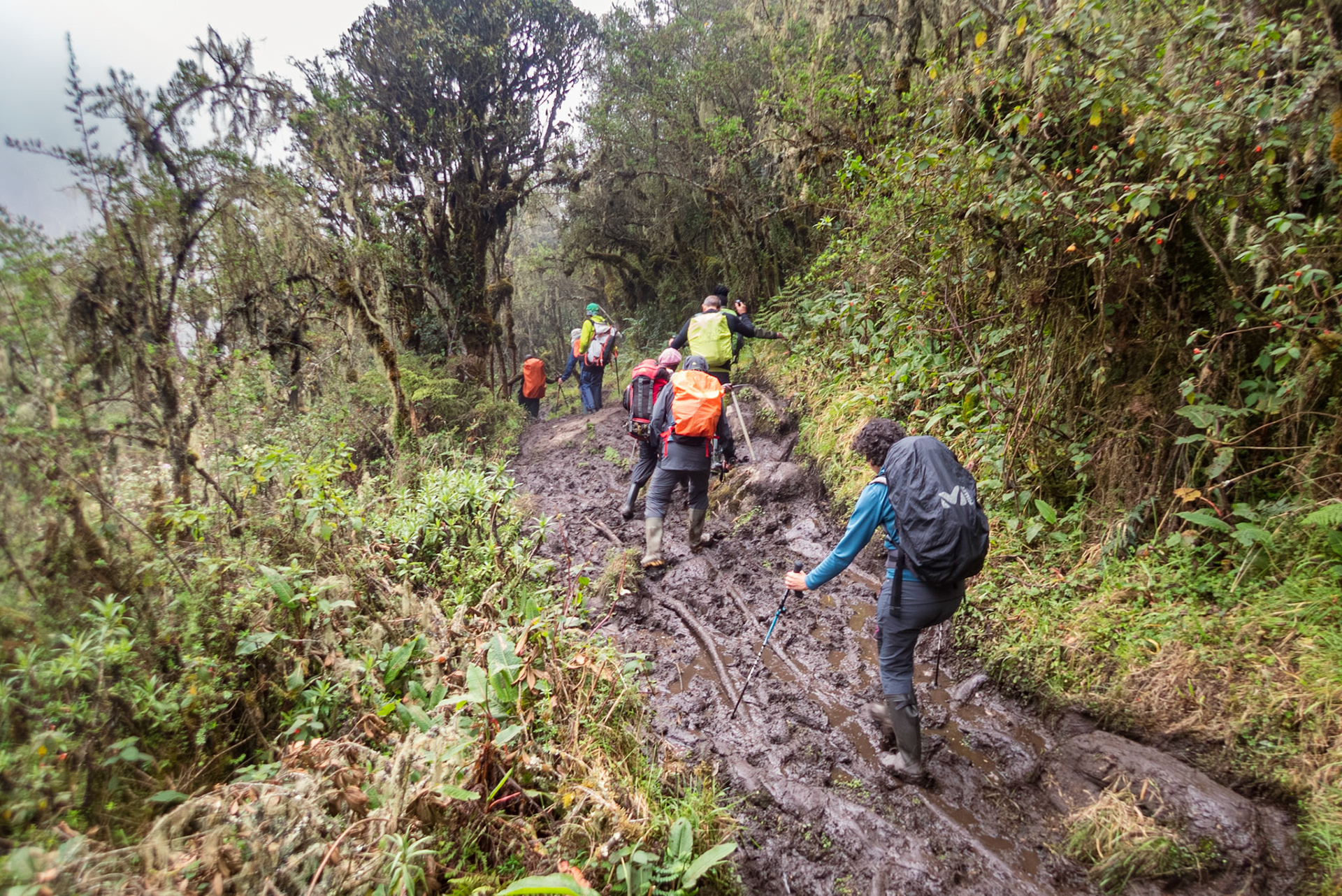 | Day 2. Nyabitabe Camp (2.651 m) - John Matte Hut (3.505 m) |  Rwenzori Mountains | Uganda | |  Rwenzori Mountains | Uganda |