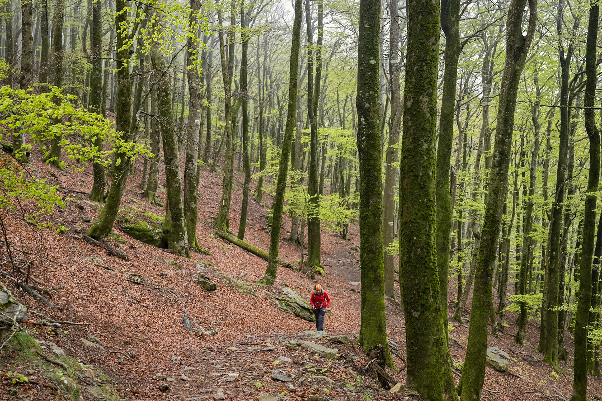 ARP 41.1. Coll de l'Ullat - Coll de Banyuls